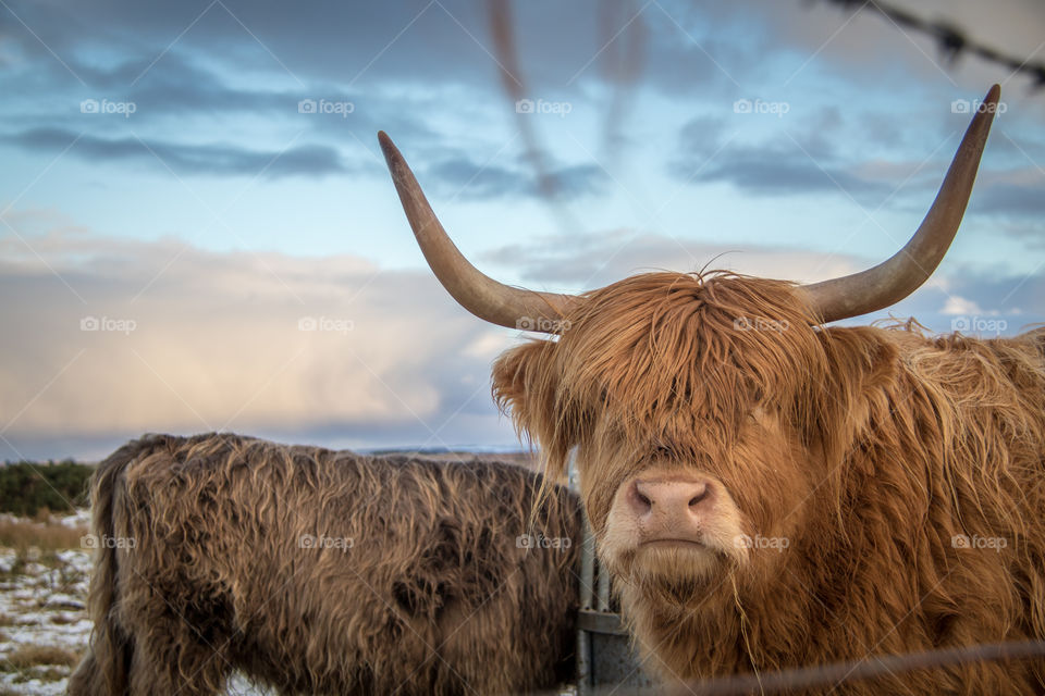 Highland cow 