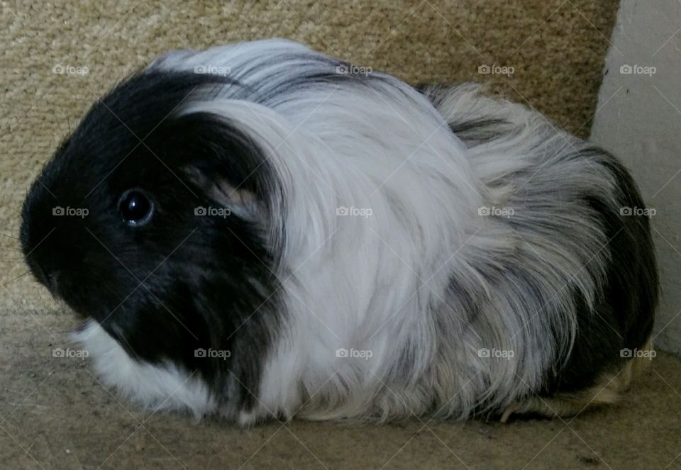Pud the guinea pig poses for a portrait