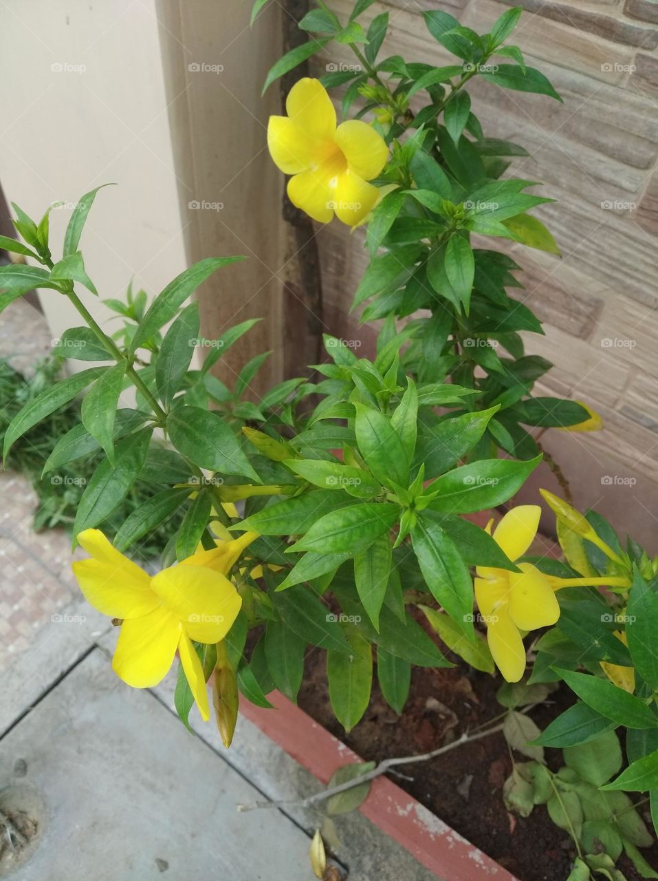 yellow flower seasonal fresh shurb small size looks very beautiful generally found everywhere