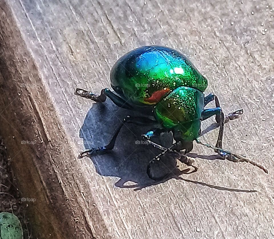 GREEN BEETLE