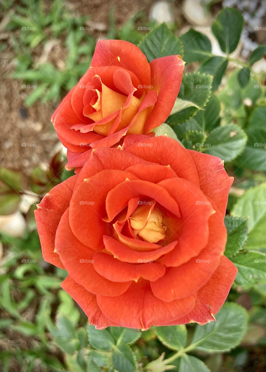 🌹 🇺🇸 Very beautiful flowers to brighten our day.  Live nature and its beauty. Did you like the delicate petals? / 🇧🇷 Flores muito bonitas para alegrar nosso dia. Viva a natureza e sua beleza. Gostaram das pétalas delicadas? 