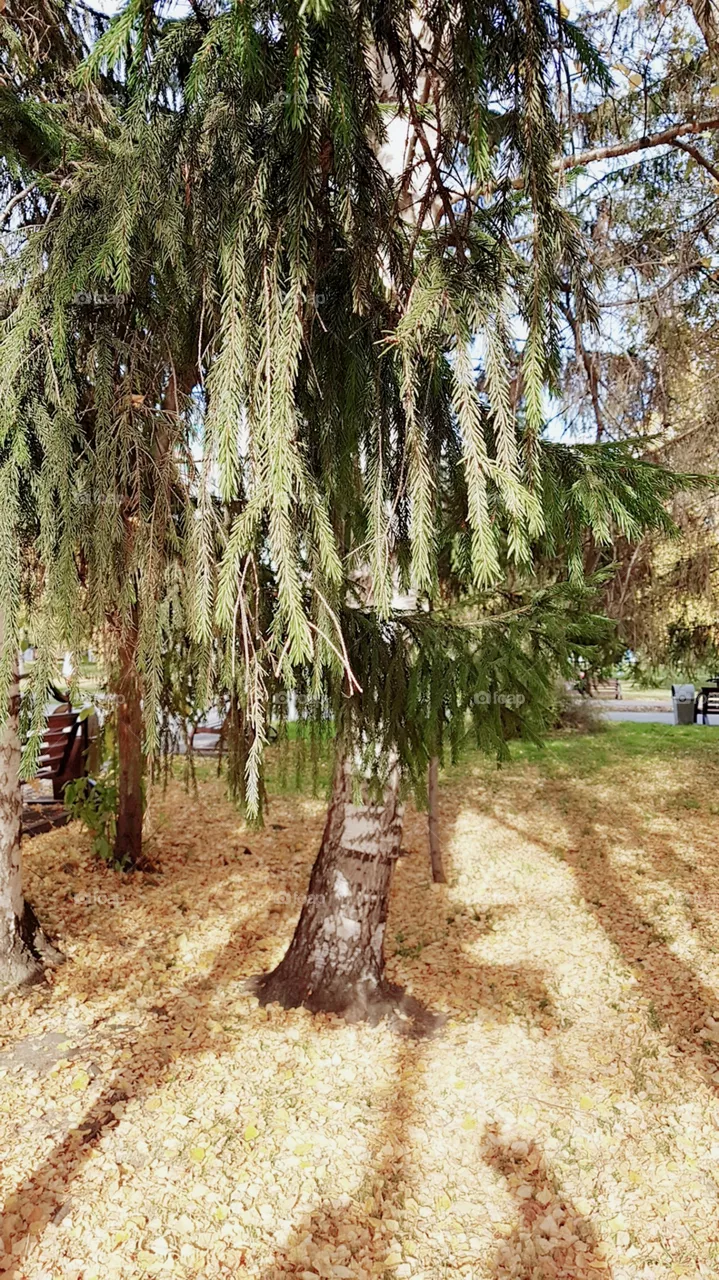 autumn