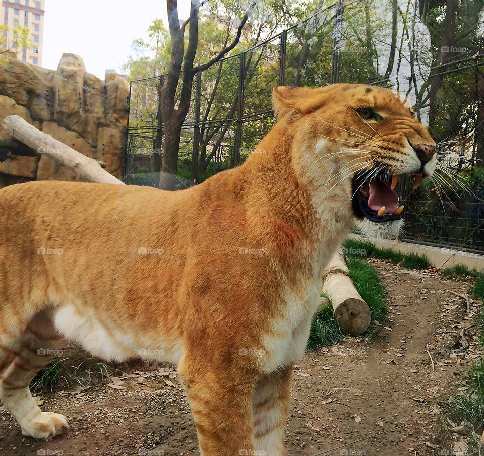 Tiger？No. It is a liger！