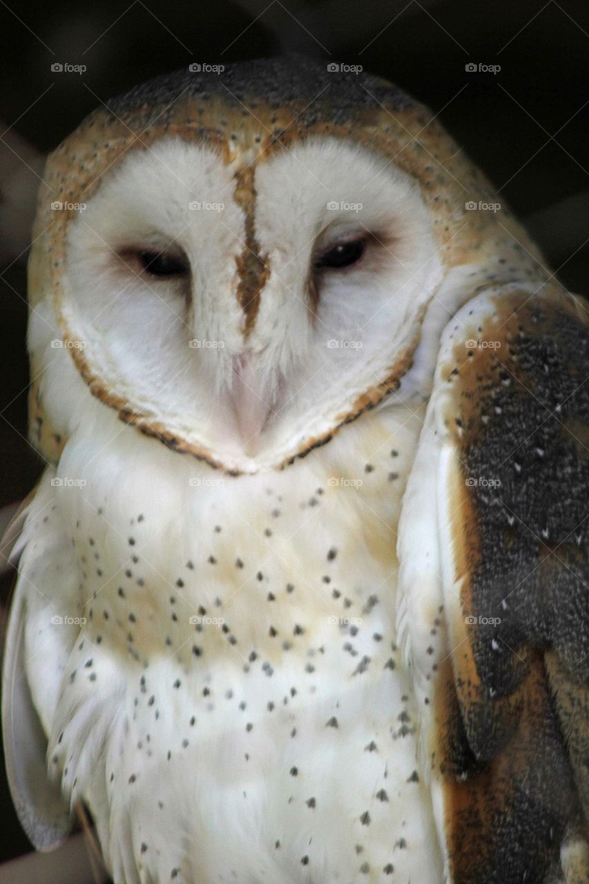 Barn Owl