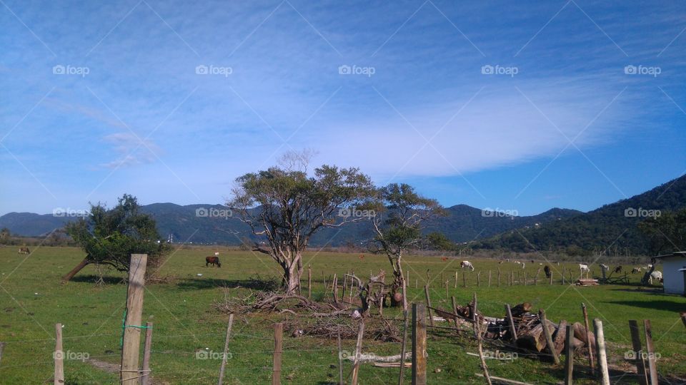 Florianópolis, SC, Brasil