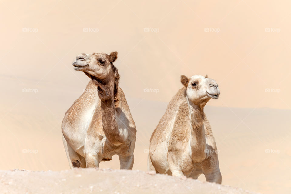 Camels in the desert