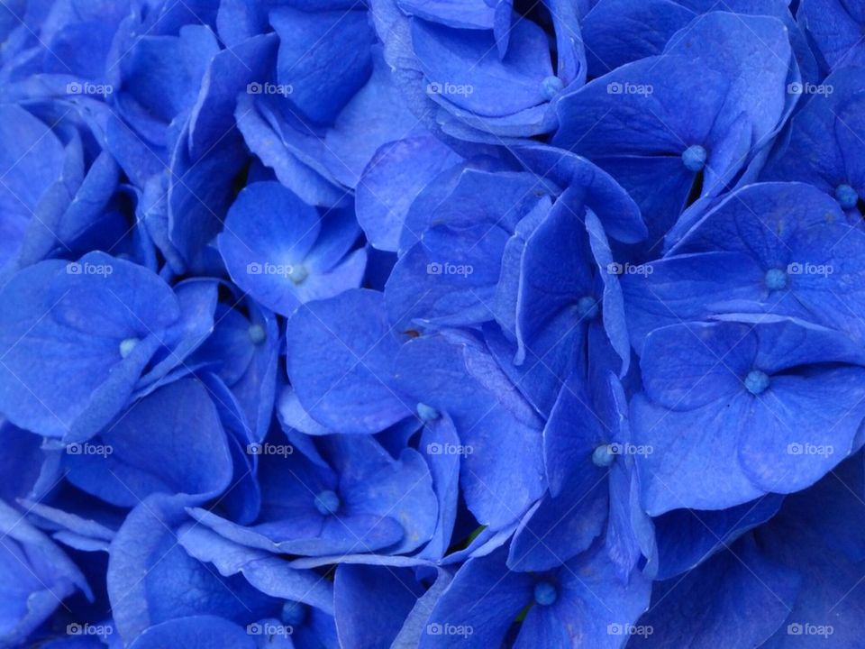 Blue hydrangea flowers