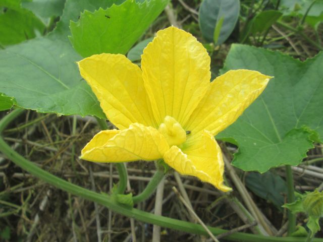 Vegetable Flower