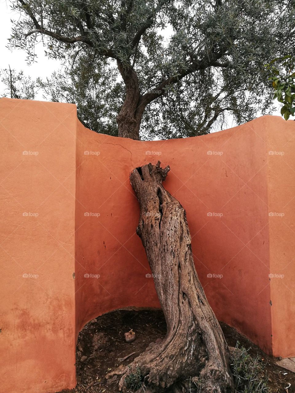 olive tree grown over the fence wall