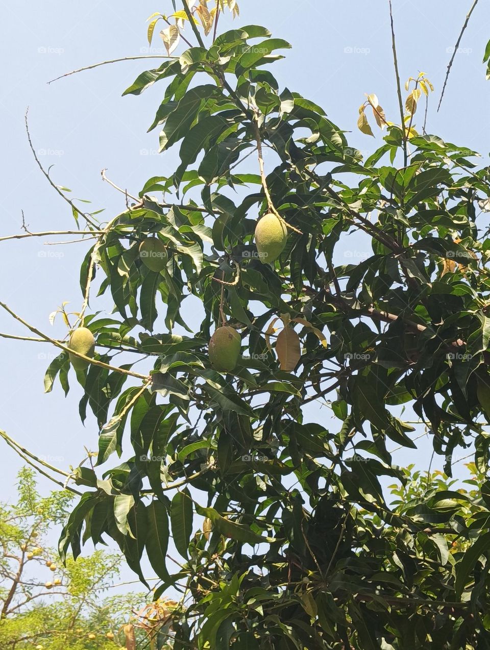 Mango tree