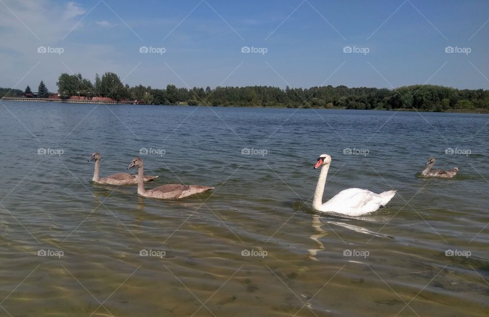 swans family on a lake summer landscape