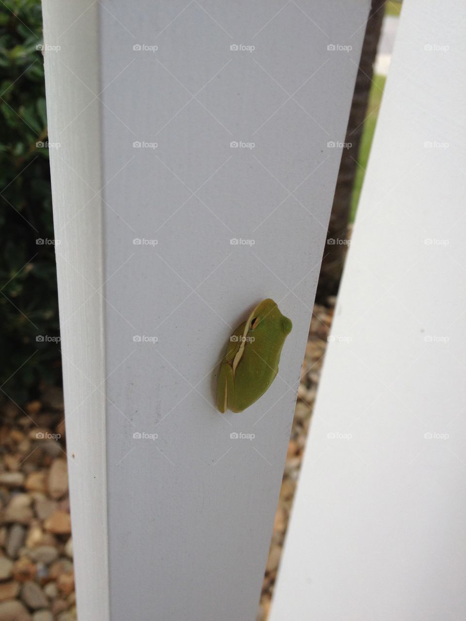 Froggy friend on the porch