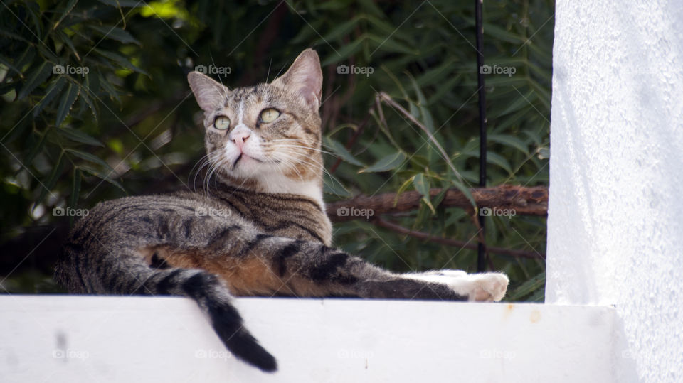 Missy looking for its next adventure while enjoying the sun.