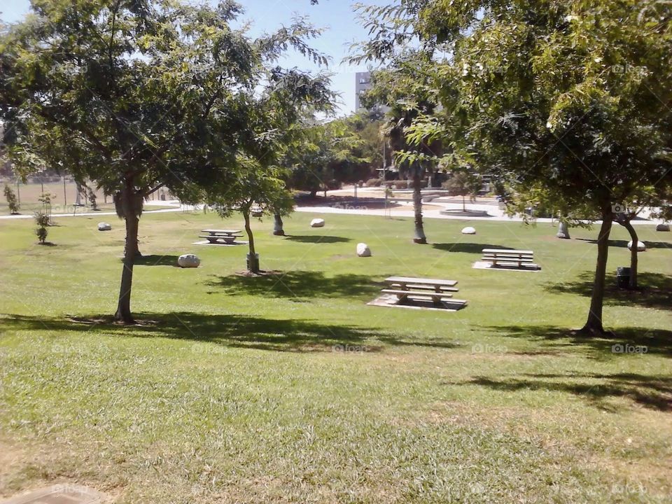 Los Angeles Park with trees, grass and picnic tables.