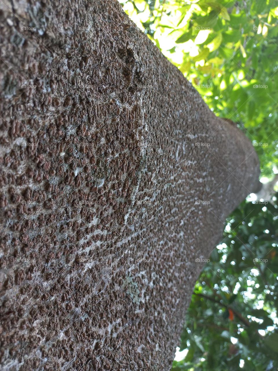 Trees are woody plants with the main characteristic of the trunk having a single tree.