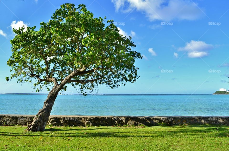 Tree on the Beach