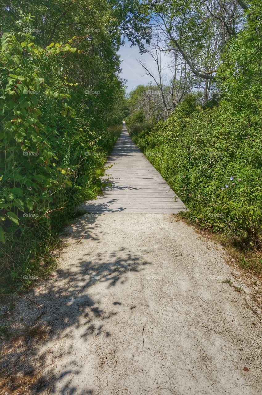 Straight Path in the Woods. Leading to the Lake