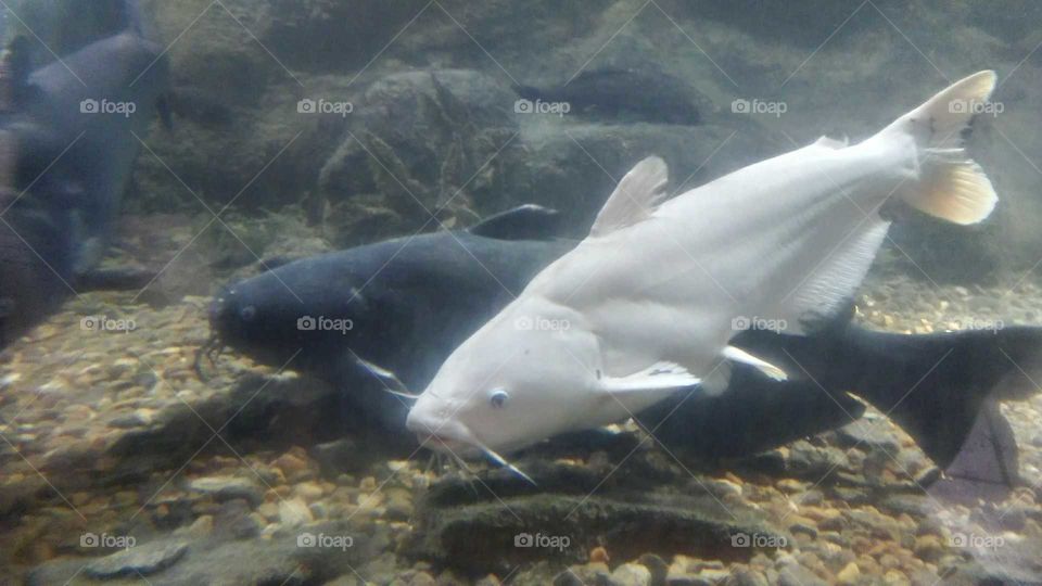 albino cat fish