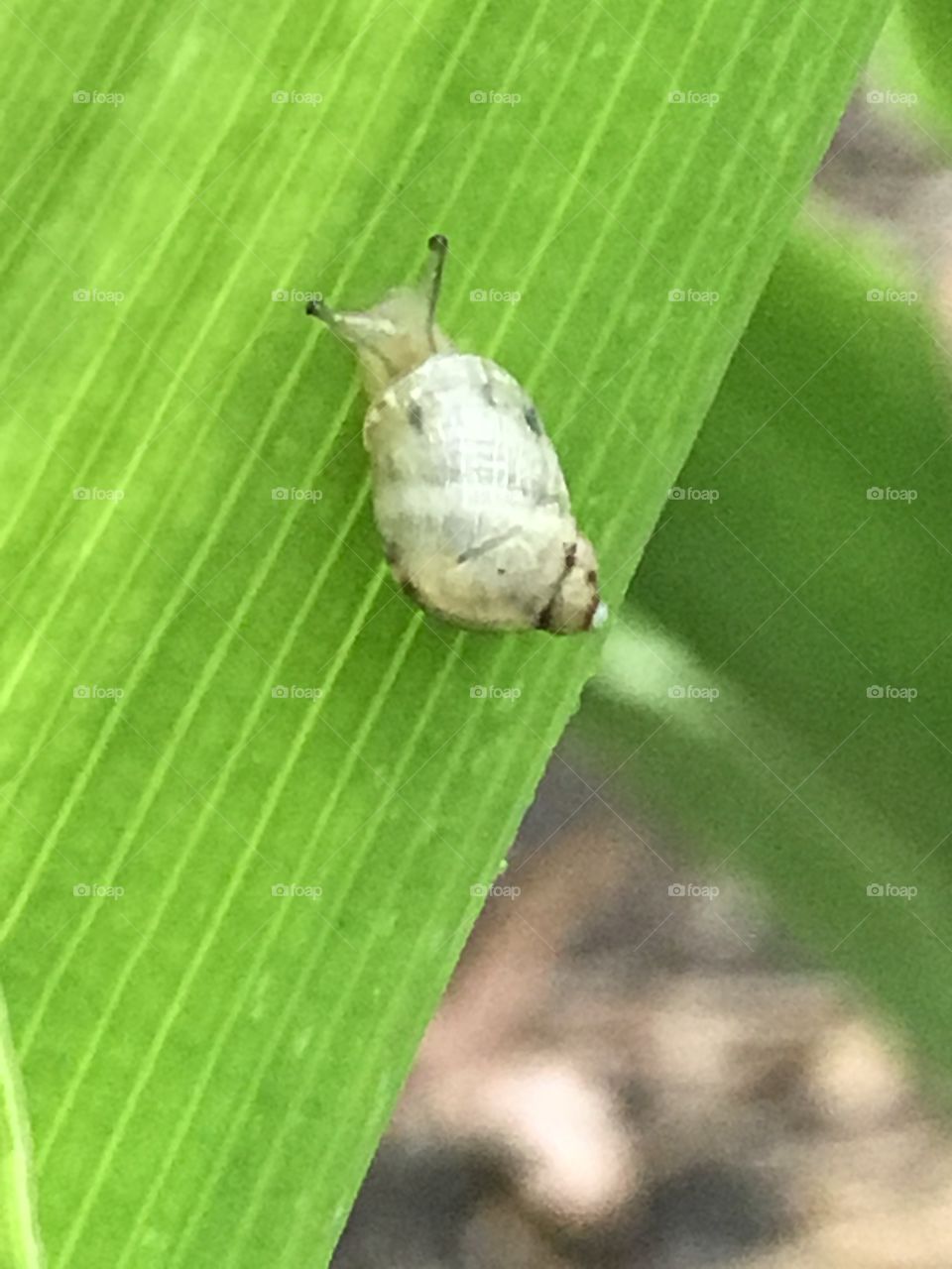 Macro snail 