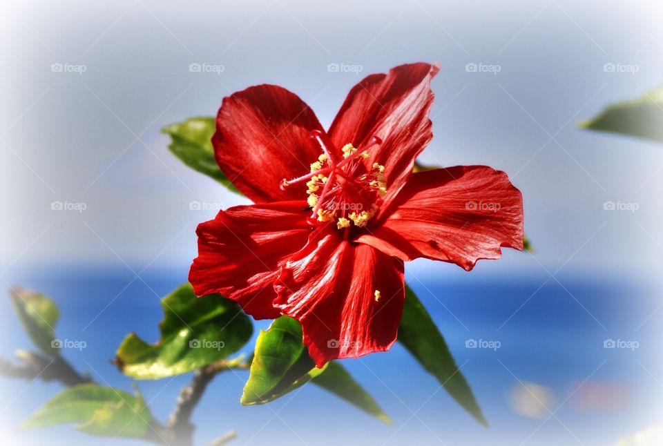 Red Hibiscus 