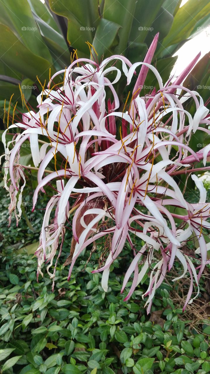 flowers,  green leaves, contrast of colors