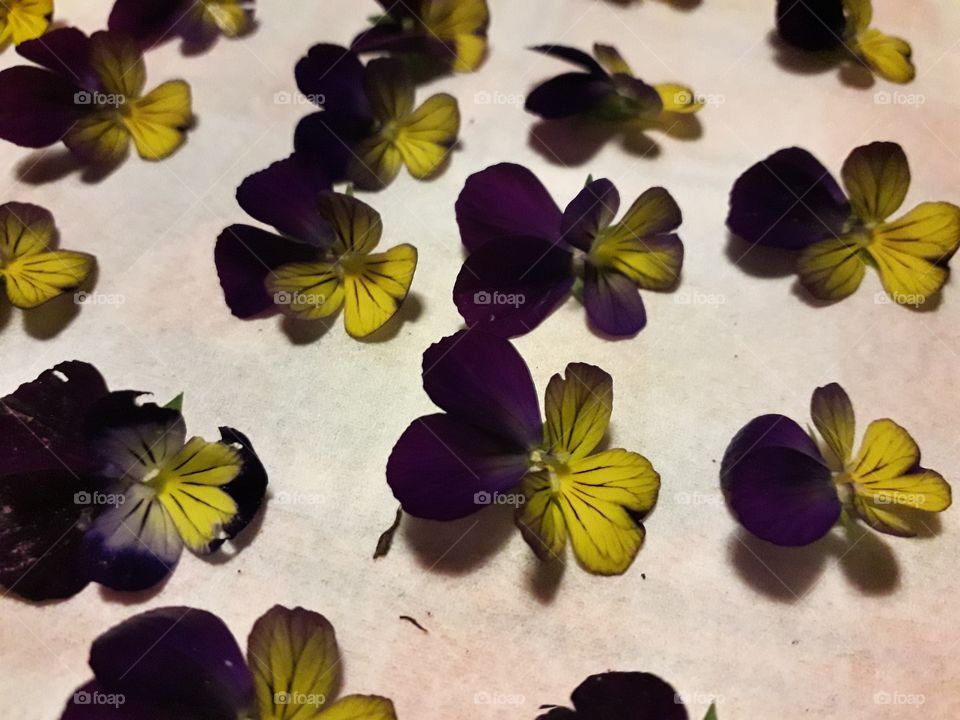 violets