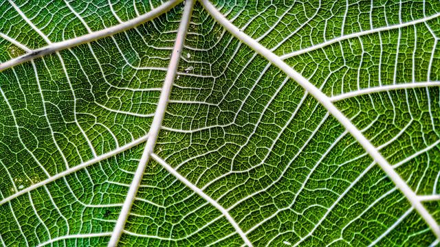 fig leaf