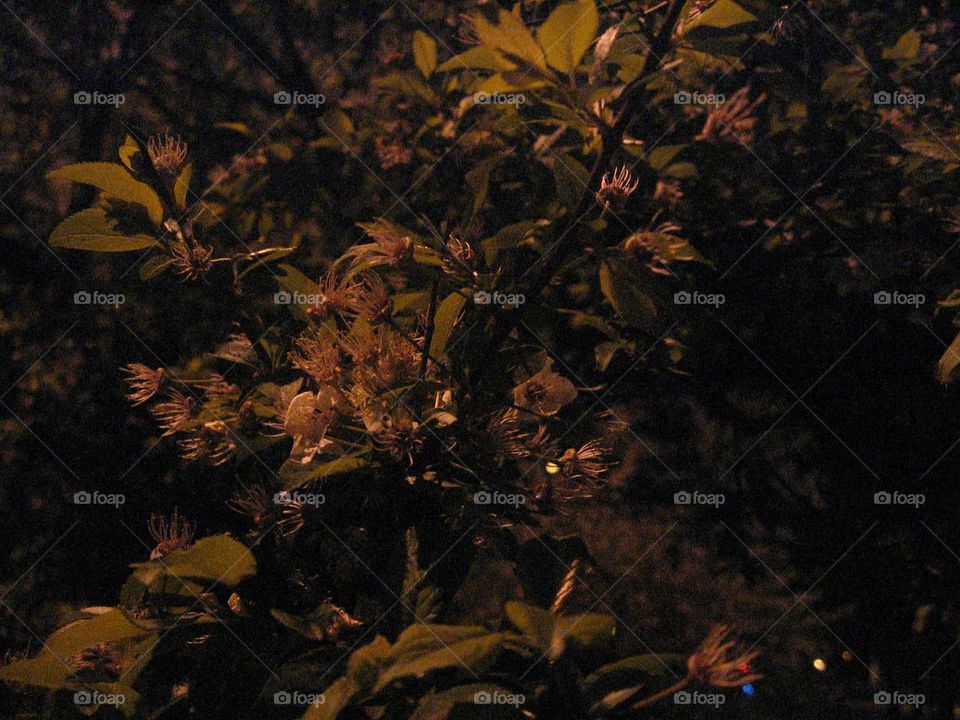 Blooming apricot tree at night