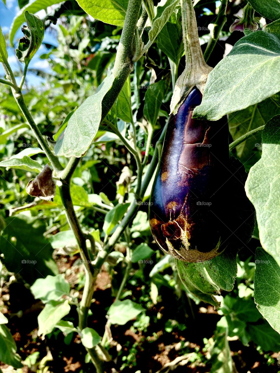 A well-loaded eggplant plant.  I don't like it, but who likes… / Um pé de berinjela bem carregado. Eu não gosto, mas quem curte…