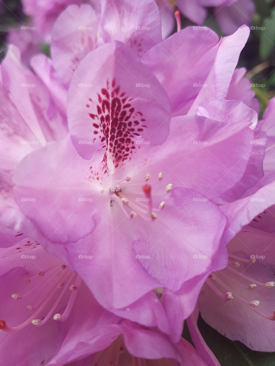 pink flowers