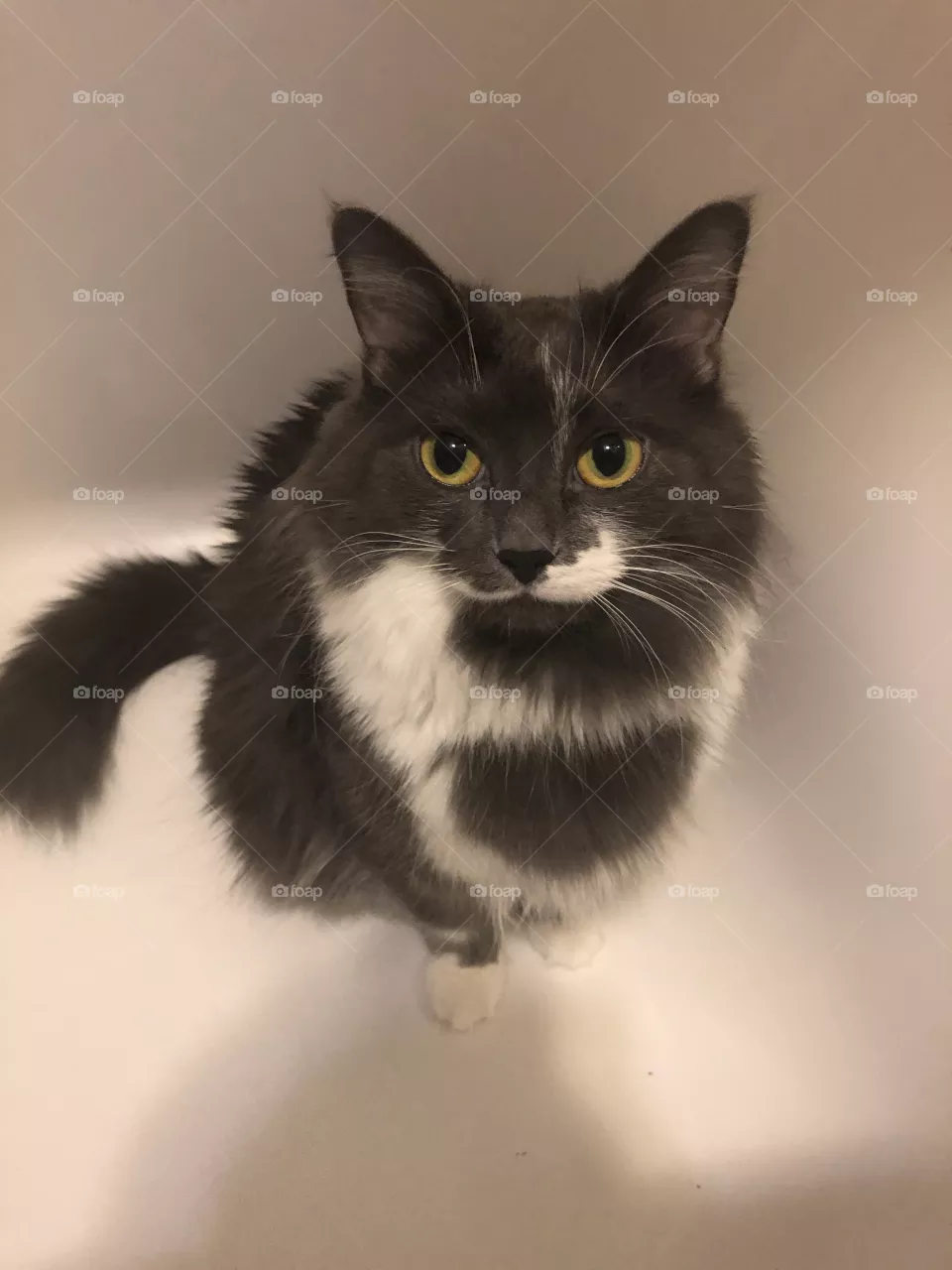 Cat in the bath 