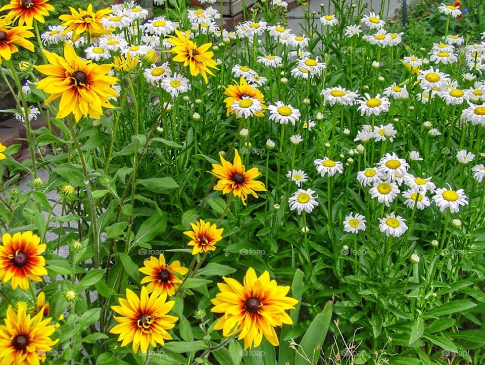 Daisies