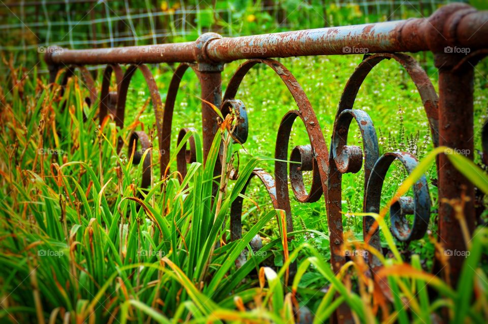 Old metal fence through a garden.