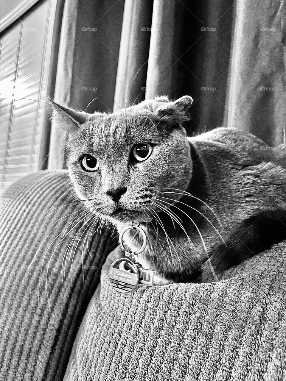 A black and white photo of a light grey cat sitting on the couch. 