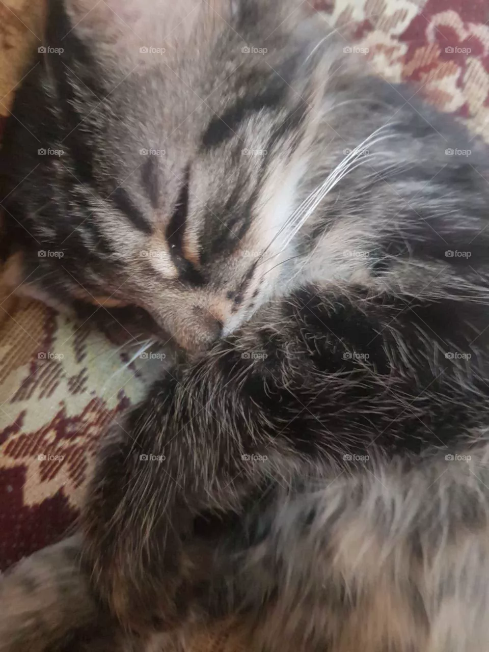 cat