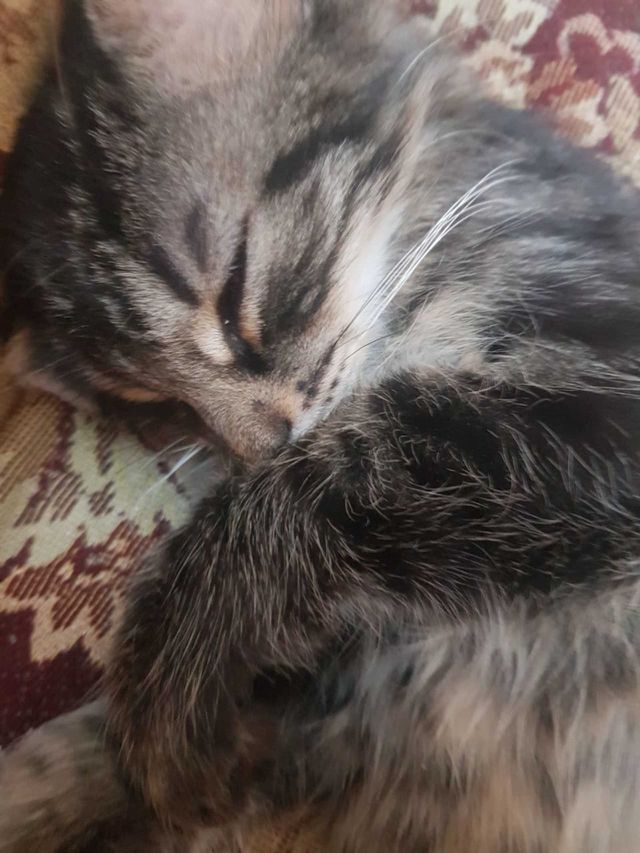 cat