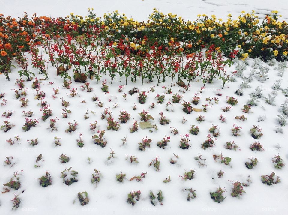 snow and flowers