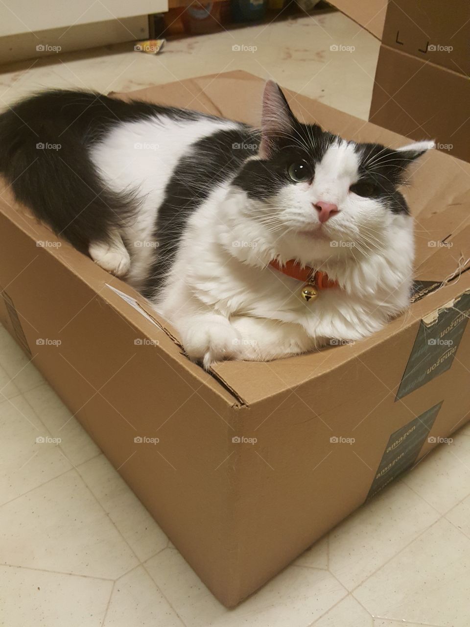 cat on the box