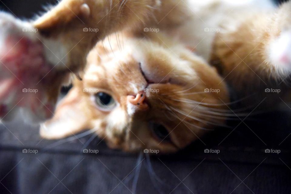 upside down cat reaching towards camera 