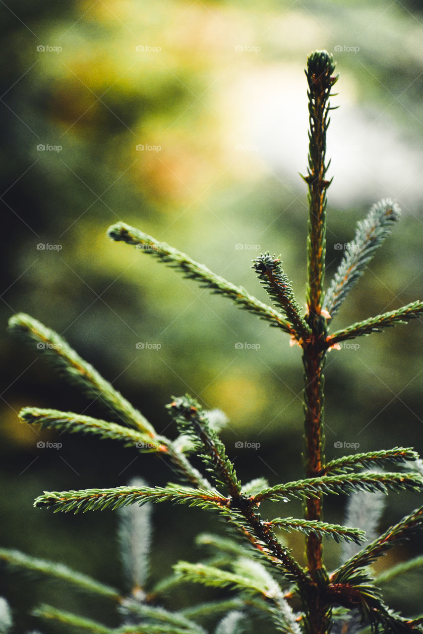 Another pine tree in the mountains