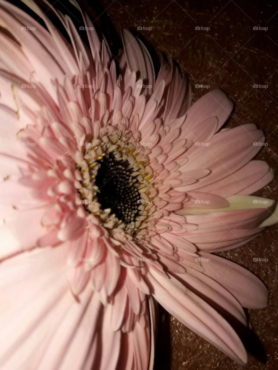pink x flower