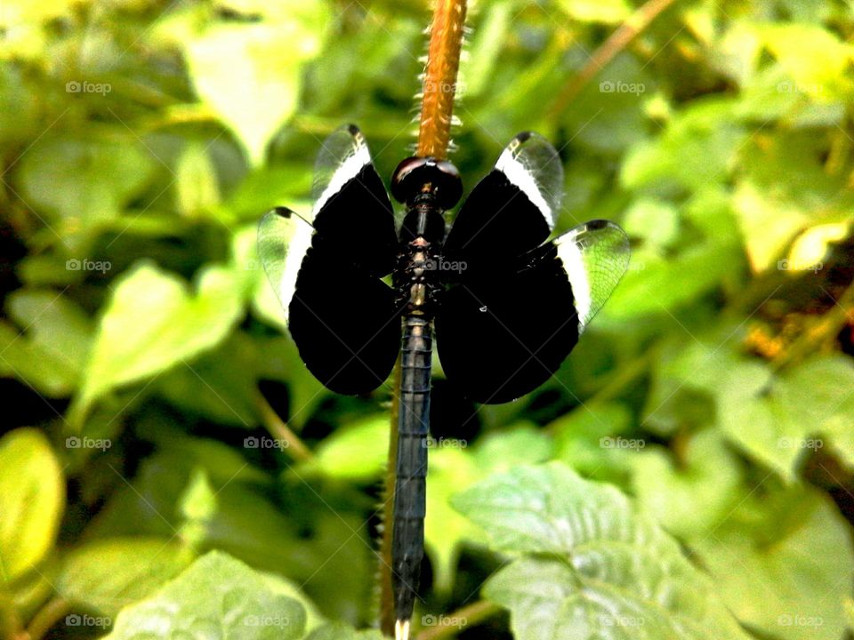 Dragon fly