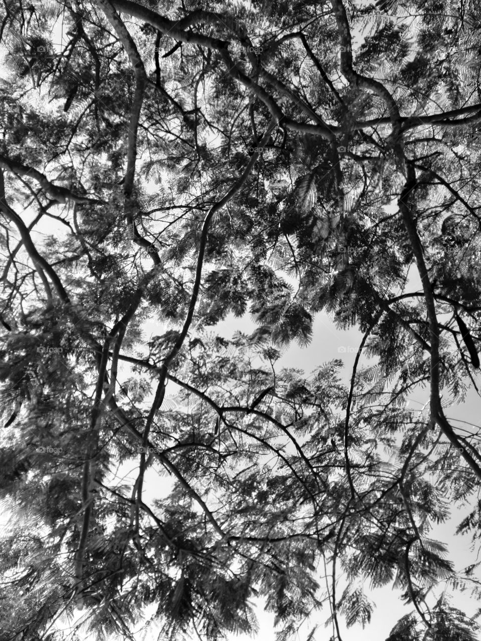 The Tree Branches Canopy