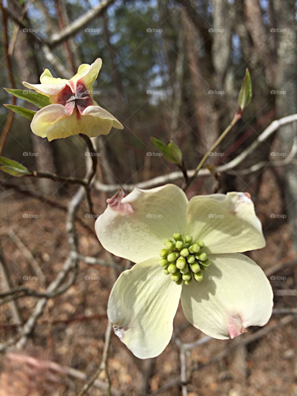 Dogwood flowers blooming outdoors