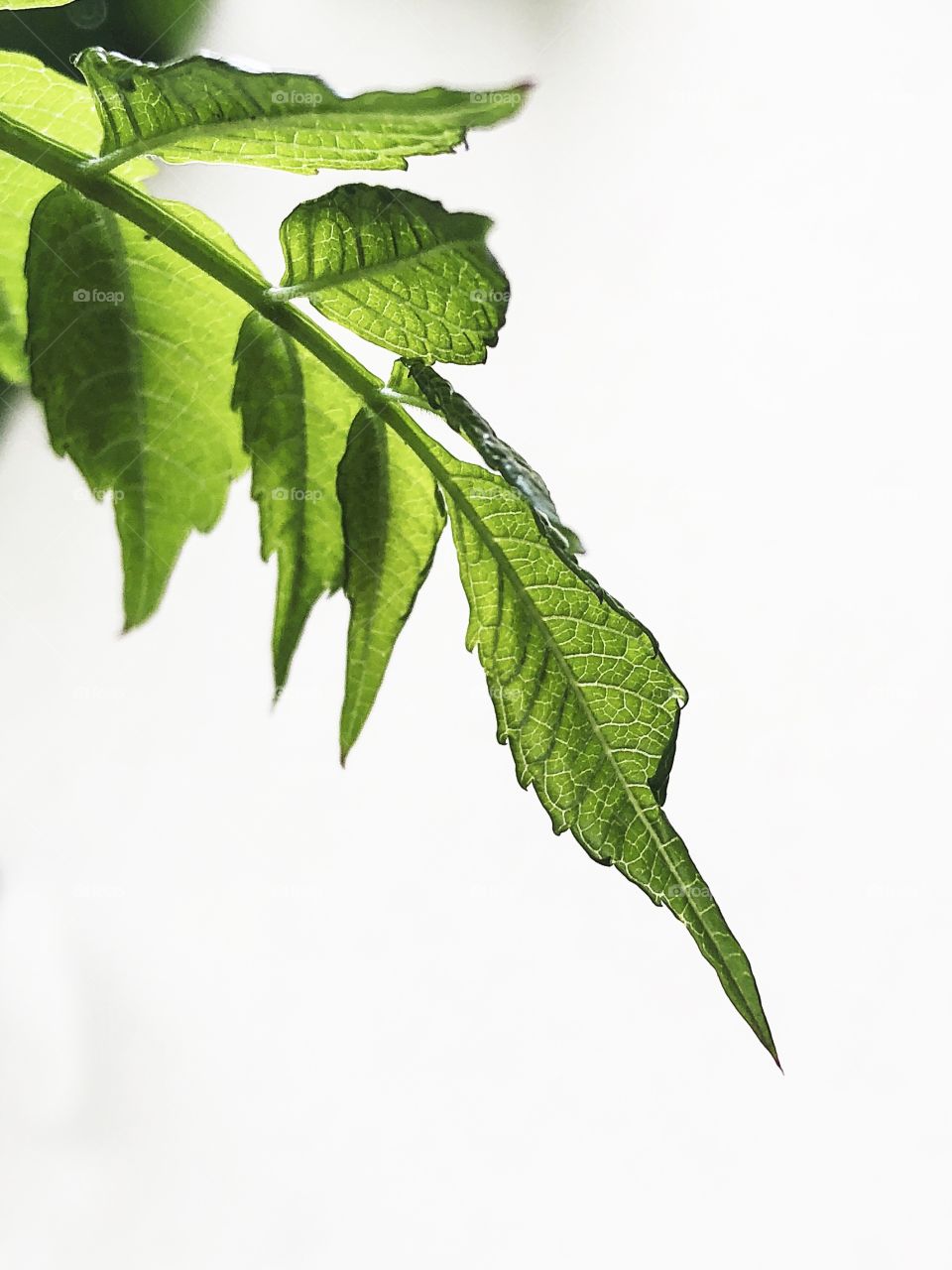 Green leaves on white background 