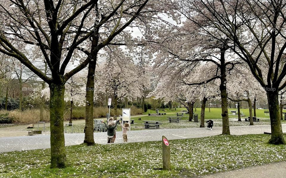 Blossoms in the air