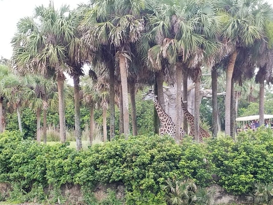 Palm, Tree, Tropical, Travel, Island