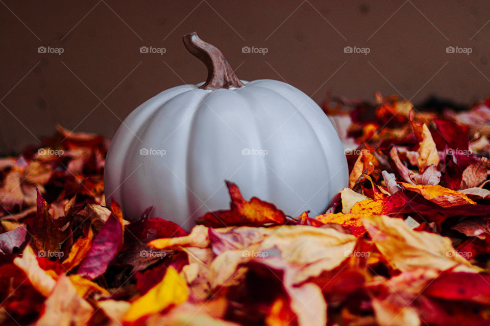 pumpkin in the leaves