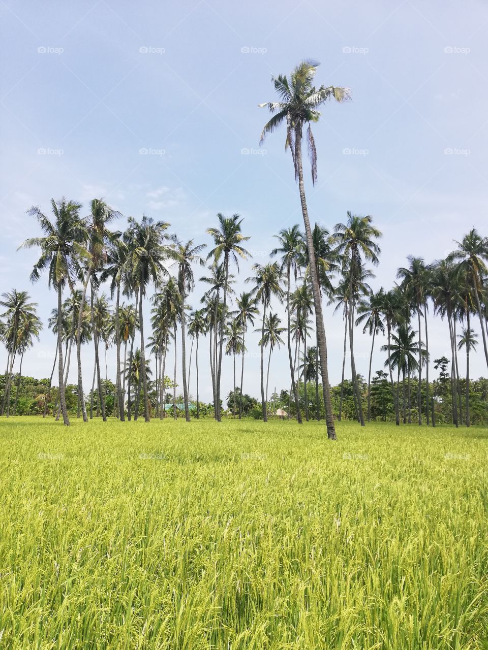 Tall coconut trees amidst a green luscious rice field in Abra De Ilog, Mindoro, Island of Philippines