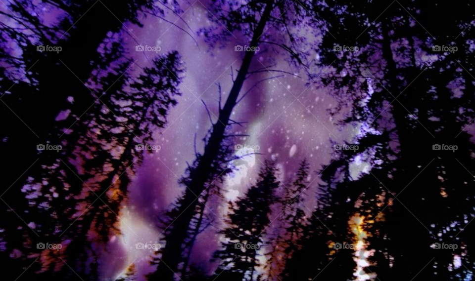 Trees up in the mountains .Purple haze